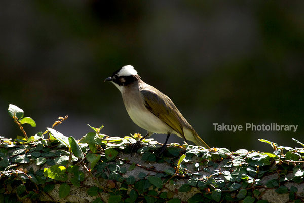 11b-0012　タイワンシロガシラ　スズメ目 ヒヨドリ科。台湾原産の亜種