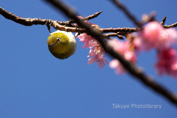 11b-0018　緋寒桜とメジロ　沖縄本島 末吉公園