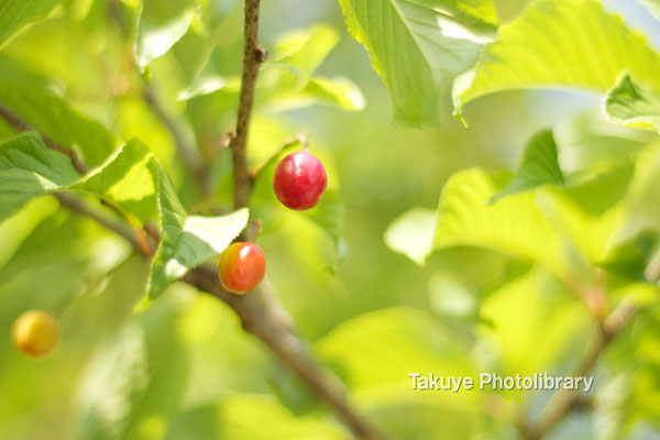 12-0092 緋寒桜のさくらんぼ