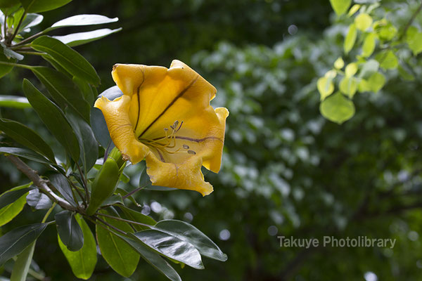 12-0118 ウコンラッパバナ　学名：Solandra maxima