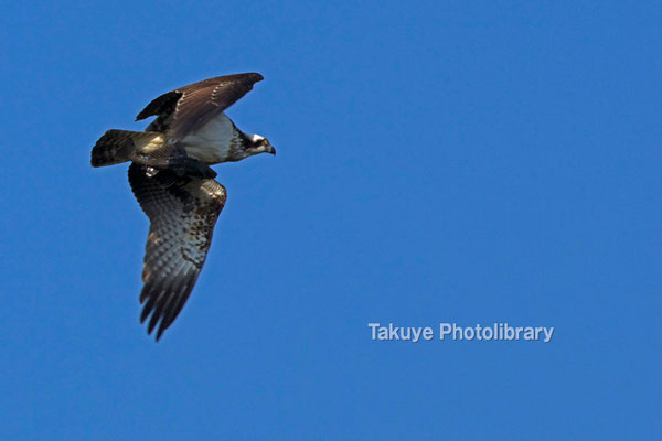 11b-0014　ミサゴ　獲物を抱えた末吉の森の主　沖縄本島 末吉公園