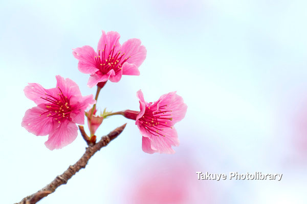 12-0065 緋寒桜