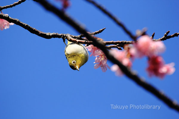 11b-0019　メジロ　日本一早く開花する緋寒桜に訪れる。　沖縄本島 末吉公園