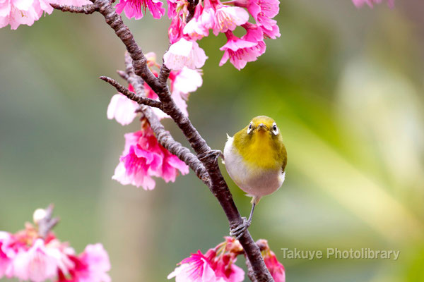 11b-0020　緋寒桜とメジロ　沖縄本島 末吉公園