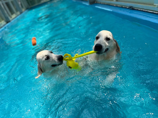Blog ケネル アストラム Goldenretrievers