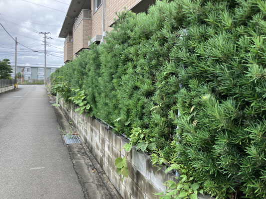 マンション　植栽管理　剪定