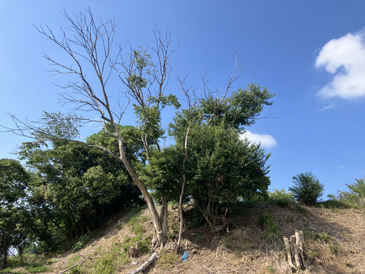 伐採
