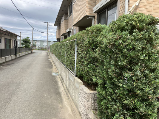 マンション　植栽管理　剪定