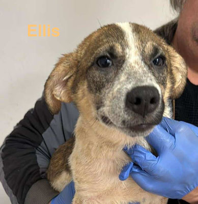 1 Tier in Rumänien dank Namenspatenschaft Ellis durch Pro Dog Romania eV