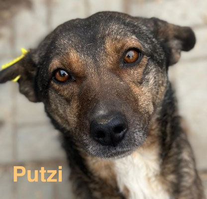 1 Tier in Rumänien dank Namenspatenschaft Putzi durch Pro Dog Romania eV