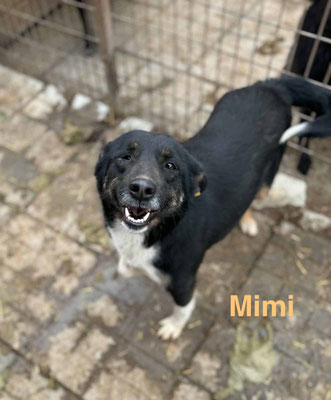 1 Tier in Rumänien dank Namenspatenschaft Mimi durch Pro Dog Romania eV
