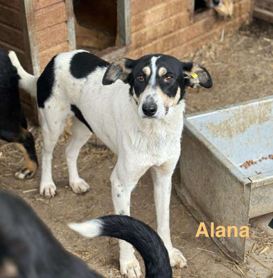 1 Tier in Rumänien dank Namenspatenschaft Alana durch Pro Dog Romania eV