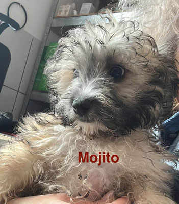 1 Tier in Rumänien dank Namenspatenschaft Mojito  durch Pro Dog Romania eV