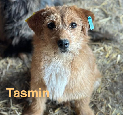 1 Tier in Rumänien dank Namenspatenschaft Tasmin durch Pro Dog Romania eV