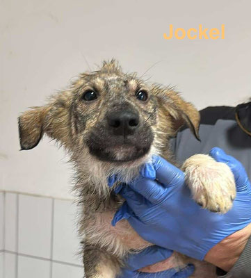 1 Tier in Rumänien dank Namenspatenschaft Jockel durch Pro Dog Romania eV