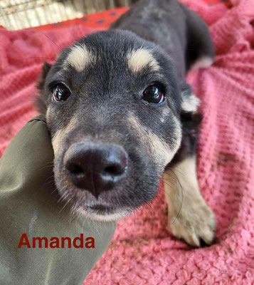 1 Tier in Rumänien dank Namenspatenschaft Amanda durch Pro Dog Romania eV
