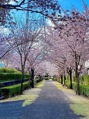 春の遊歩道