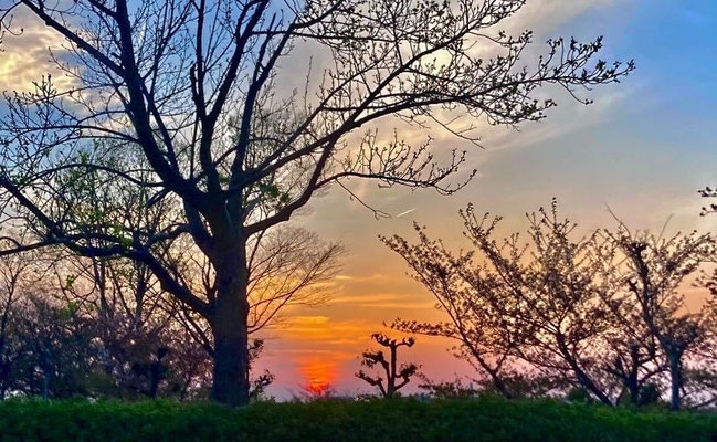 夕暮れの公園