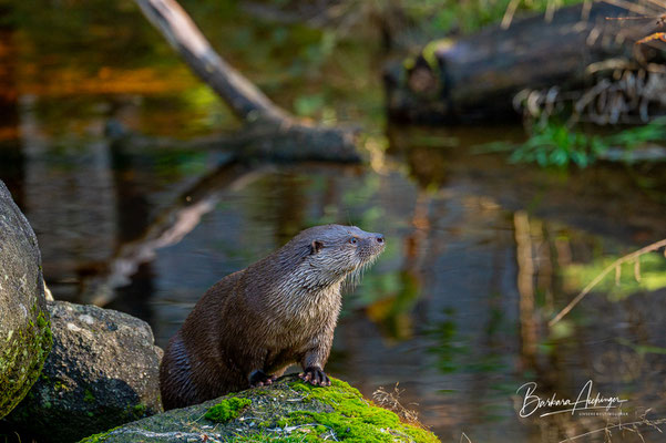 Deutschland Otter