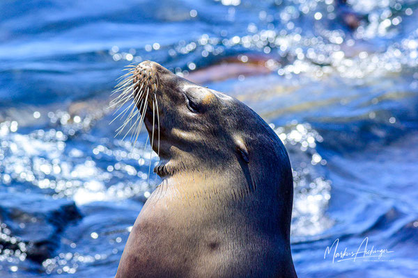 Galapagos Seelöwe