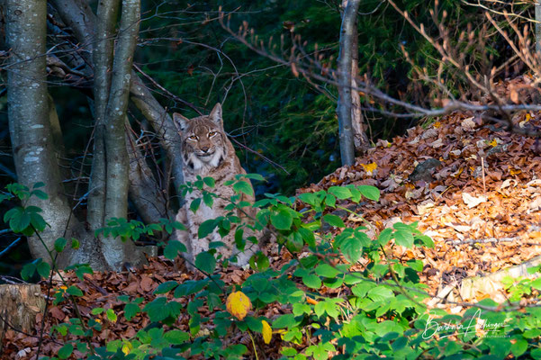 Deutschland Luchs