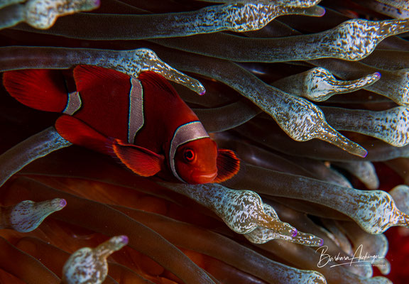 Raja Ampat: Anemonenfisch