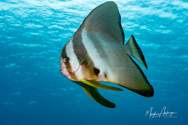 Raja Ampat: Fledermausfisch