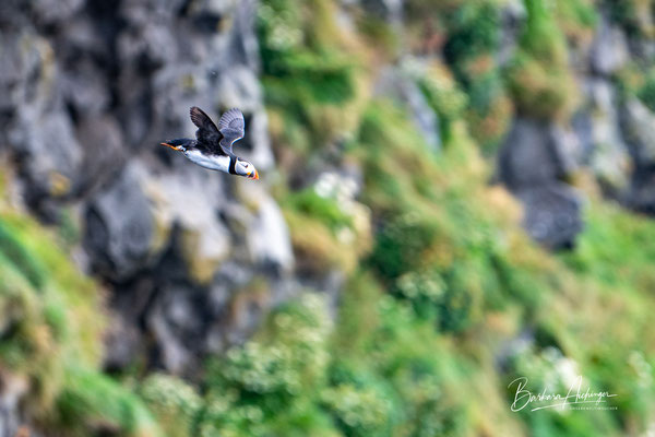 Island Puffin