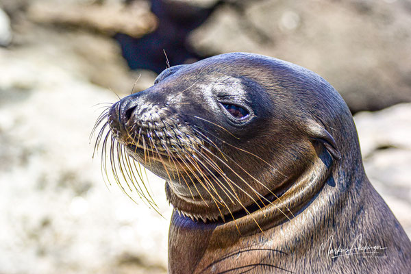 Galapagos Galapagosseelöwe