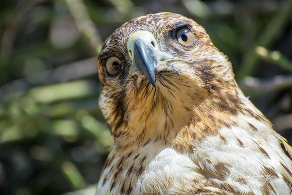 Galapagos Galapagosfalke