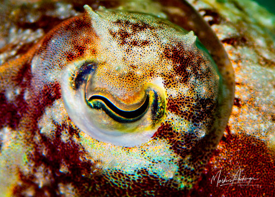 Raja Ampat: Auge einer Sepia