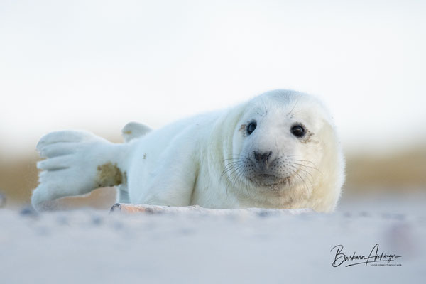 Helgoland Robbenbaby