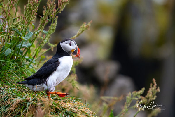 Island Puffin