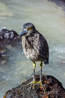 Galapagos Wir wissen den Namen nicht ;-)