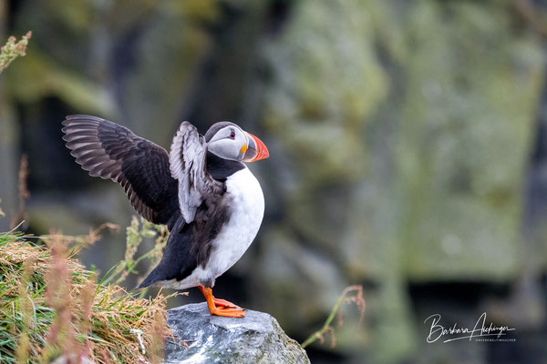 Island Puffin