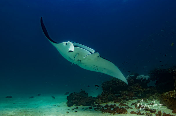 Raja Ampat: Mantarochen