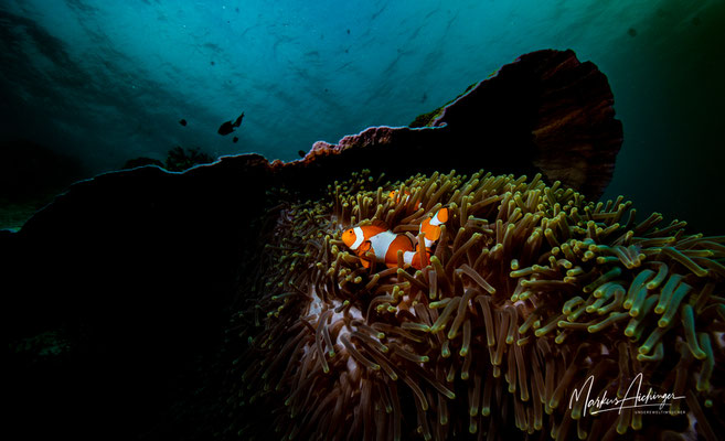 Raja Ampat: Anemonenfische