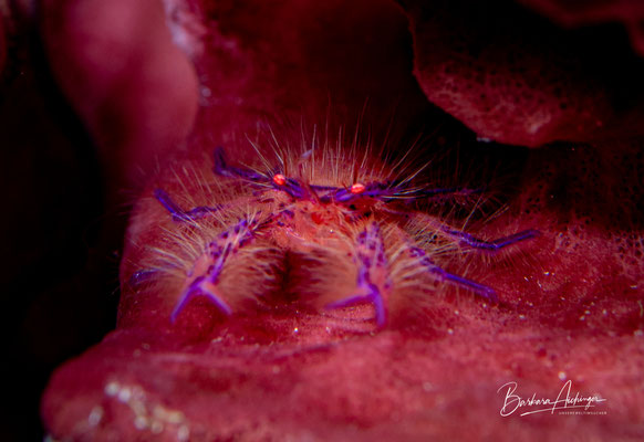 Raja Ampat: Schwamm-Springkrabbe