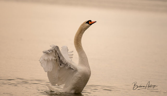 Bodensee Schwan