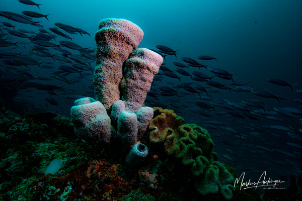 Raja Ampat: Schwämme