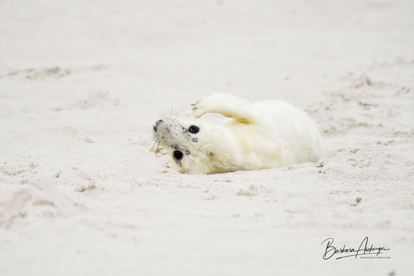 Helgoland Robbenbaby