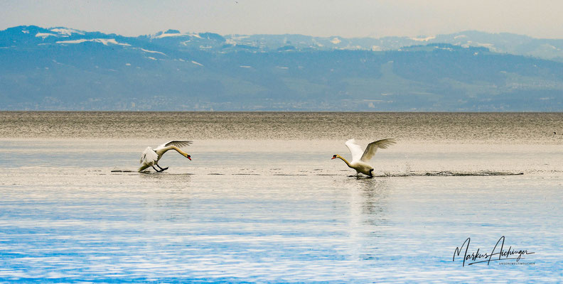 Bodensee Schwäne bei der Balz