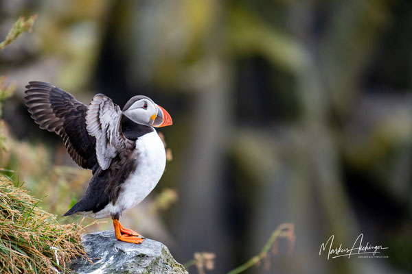 Island Puffin