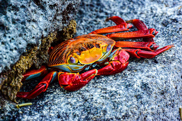 Galapagos Galapagoskrabbe