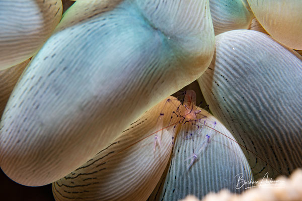 Raja Ampat: Blasenkorallen Garnele 