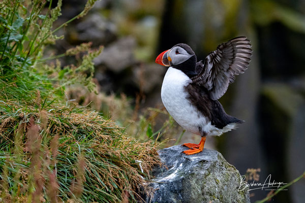 Island Puffin