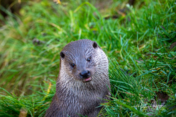 Deutschland Otter