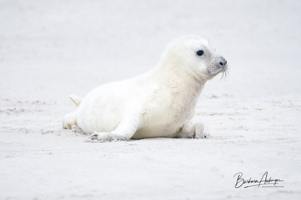 Helgoland Robbenbaby