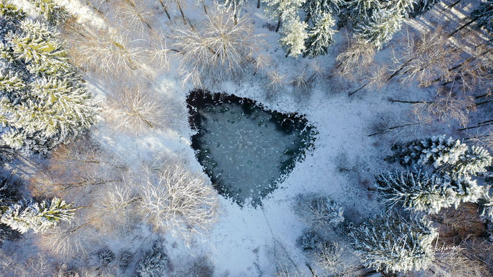 Bodenseeregion Winterwald