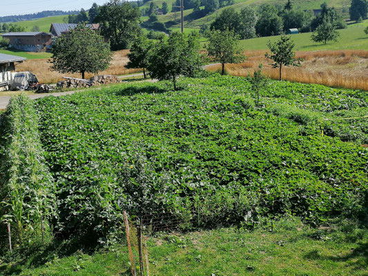 Kürbisfeld 16.07.2022